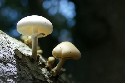 Close-up of mushrooms growing on tree trunk