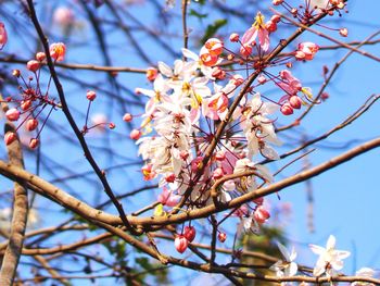 Low angle view of cherry blossoms in spring