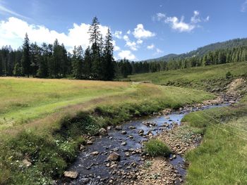 Scenic view of swamp on field against sky