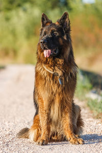 View of a dog sitting on field