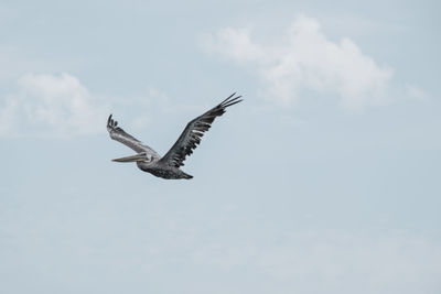 Low angle view of eagle flying against sky