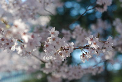 Close-up of cherry blossom tree