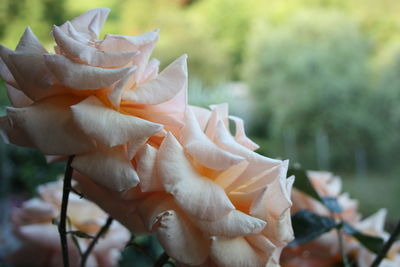 Close-up of rose plant