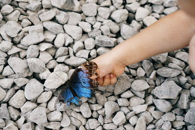 Close-up of child touching butterfly on stone