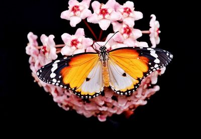 Close-up of butterfly pollinating flower