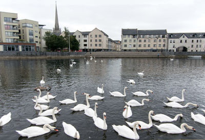 View of swans and buildings in lake