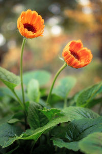 Close-up of orange flowering plant