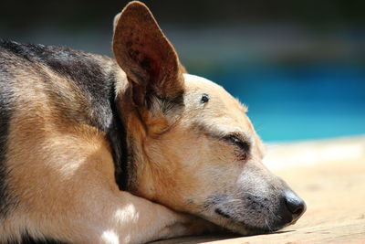 Close-up of sleeping dog