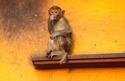 Cats sitting against yellow wall