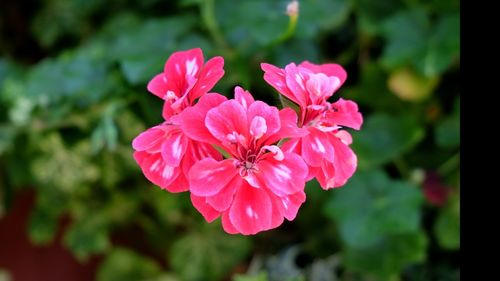 Close-up of pink flowering plant