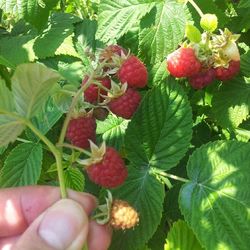 Close-up of cropped hand holding plant