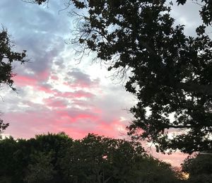 Low angle view of trees against sky