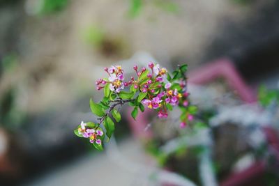 Close-up of flowers blooming outdoors