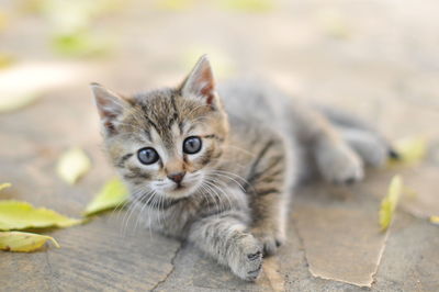 Portrait of a cat on footpath