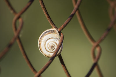 Close-up of snail on chainlink fence