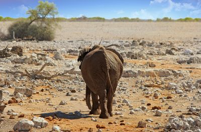 Elephant walking away from camera