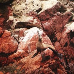 Close-up of duck on rock formation