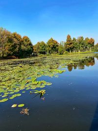 View of lotus water lily in lake against sky