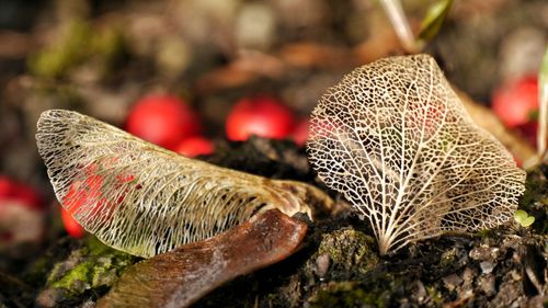 Close-up of mushroom