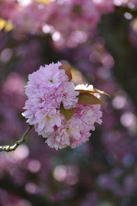 Close-up of pink cherry blossoms