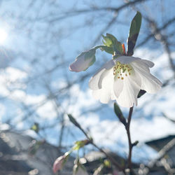 Close-up of white cherry blossom tree