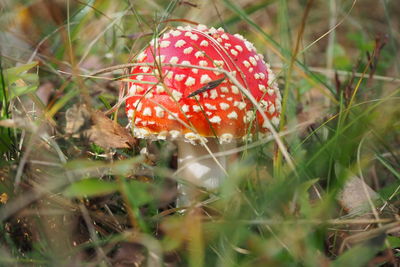 fungus