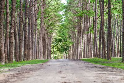 Green pine forest, name is suan son bor kaew or pine bokeo in chiang mai distric, thailand