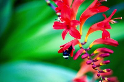Close-up of red flowers