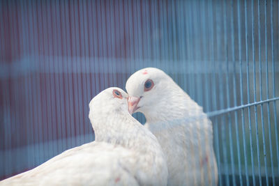 Close-up of white doves kissing in cage