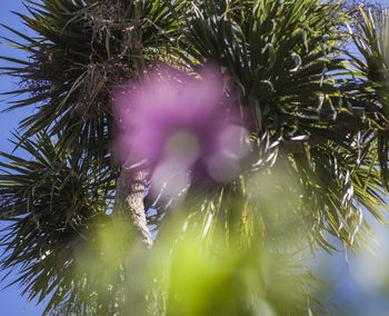 Close-up of purple flowering plant