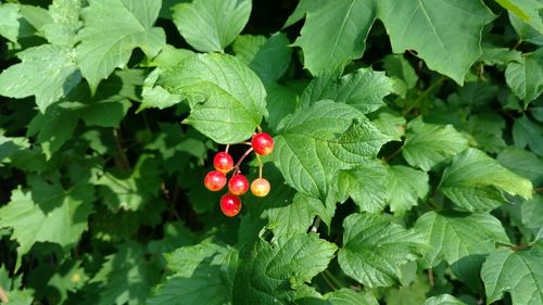 Close-up of red berries growing on tree