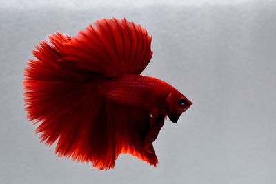 Red emperor rush tail betta fish, siamese fighting fish in isolated black background