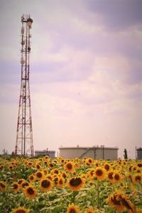 Low angle view of sunflowers on field against sky