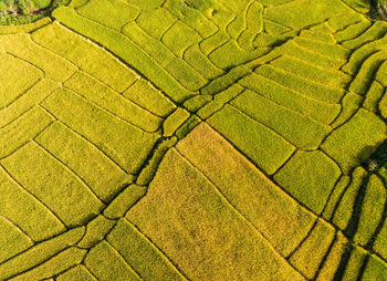 Full frame shot of agricultural field