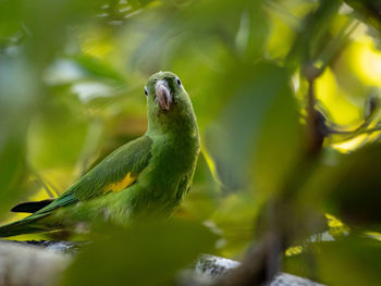 Close-up of bird perching on branch