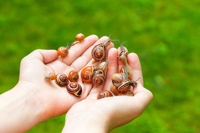 Close-up of person hands holding snails