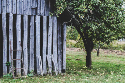 Trees growing on field