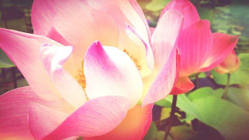 Close-up of pink flower