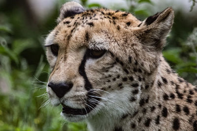 Close-up of a cat looking away