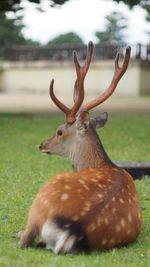 Close-up of deer on field