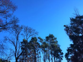 Low angle view of trees against clear blue sky