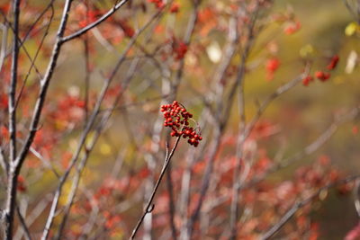 Close-up of autumn fruits