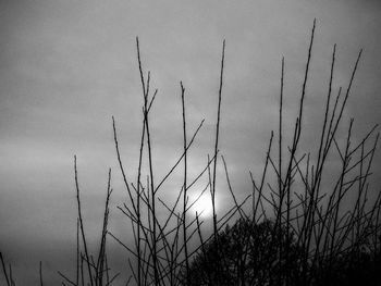 Plants growing at sunset