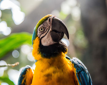 Close-up of gold and blue macaw