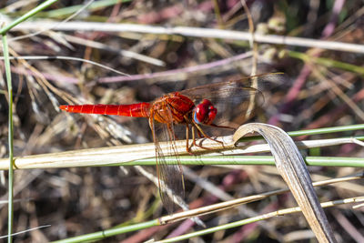 Close-up of dragonfly on plant
