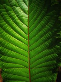 Full frame shot of green leaves