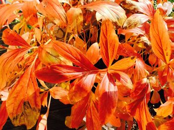 Close-up of orange flowering plant leaves during autumn