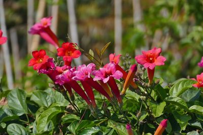 Close-up of pink flowers