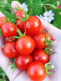 High angle view of tomatoes