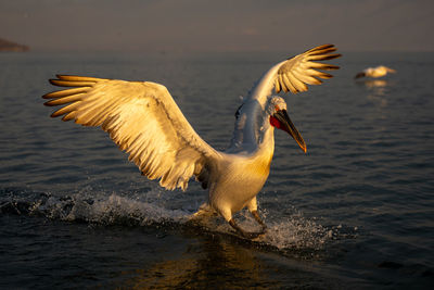 Pelican swimming in lake